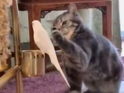 Кот решил погладить попугая и стал звездой соцсетей