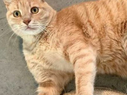 Кот со стальными лапками стал звездой Сети