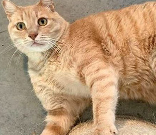 Кот со стальными лапками стал звездой Сети