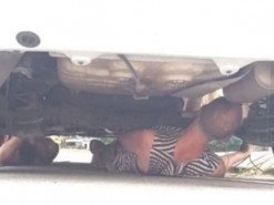 Необычный пассажир: в Киеве в такси Bolt обнаружили змею