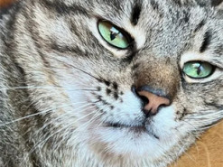 Кіт Степан показав, як ледь не постраждав від ракетного удару РФ