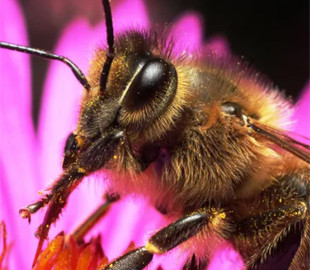 Крихітні мізки бджіл підказують, як зробити штучний інтелект розумнішим