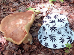 Мрія всіх справжніх грибників: Гриба-гіганта знайшли на Рівненщині (ФОТО)