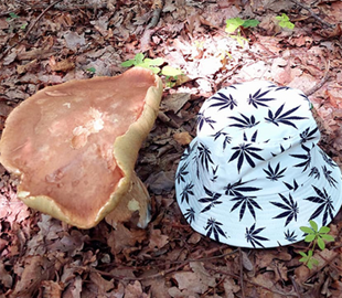 Мрія всіх справжніх грибників: Гриба-гіганта знайшли на Рівненщині (ФОТО)