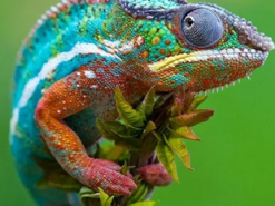 Новая технология позволяет создавать роботов-хамелеонов