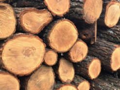 Взимку бучанцям допомагатимуть із дровами