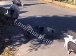 В Харькове по улицам бегала семья свиней с уткой: курьез попал на видео