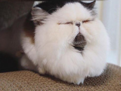 Сонный кот стал героем популярных мемов