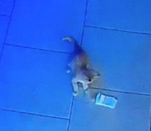 Маленький котенок стащил пачку денег из бара и стал звездой Сети