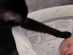 Реакция кота на младенца стала вирусной в сети