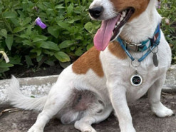 "Окупанти залишають після себе небезпечні "сюрпризи": пес Патрон показав нове фото і корисне відео