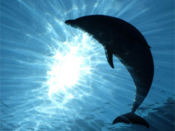 Google планує спілкуватися з дельфінами за допомогою штучного інтелекту