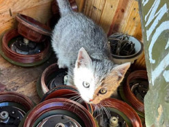 Рятувальники ДСНС показали нову пухнасту "співробітницю" (фото)