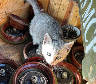Рятувальники ДСНС показали нову пухнасту "співробітницю" (фото)