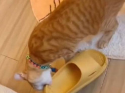 Дырокот: кошка отомстила хозяйскому тапку и до слез развеселила интернет