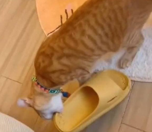 Дырокот: кошка отомстила хозяйскому тапку и до слез развеселила интернет
