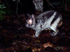 В Індонезії врятували рідкісного кролика завдяки посту в Facebook (фото)