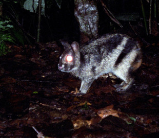 В Індонезії врятували рідкісного кролика завдяки посту в Facebook (фото)