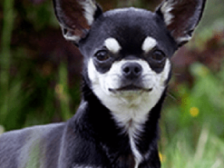 Эмоциональный чихуахуа показал, как правильно просить еду