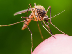 Дрон научили ориентироваться в темноте, оснастив его «комариным» зрением