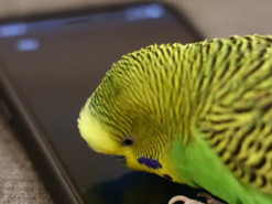 Курьез: попугай общается с Siri голосом хозяина