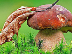 Ученые придумали, как получать электричество от грибов