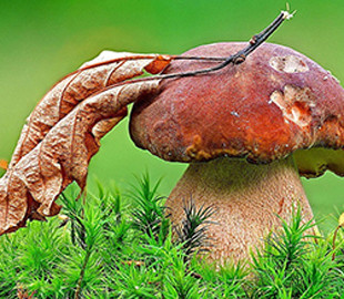 Ученые придумали, как получать электричество от грибов