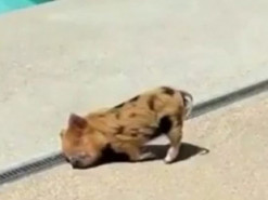 «Спит как ребенок»: уснувший в необычной позе поросенок умилил Сеть