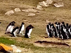 Видеохит: Две компании пингвинов остановились ради интересной беседы