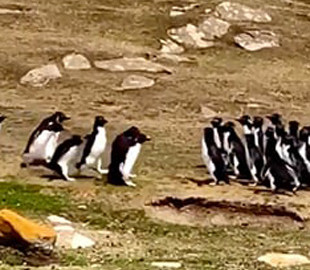 Видеохит: Две компании пингвинов остановились ради интересной беседы