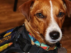 Пес-сапер Патрон показав нове фото і поділився роздумами про долю