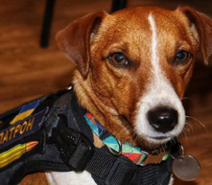 Пес-сапер Патрон показав нове фото і поділився роздумами про долю