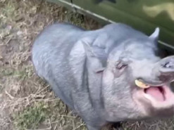 На Харківщині військові навчили місцевого кабана командам