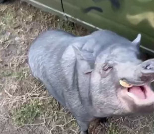 На Харківщині військові навчили місцевого кабана командам