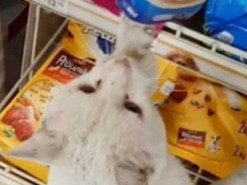 Сеть покорил бездомный кот, выбравший себе еду в супермаркете