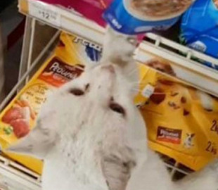 Сеть покорил бездомный кот, выбравший себе еду в супермаркете