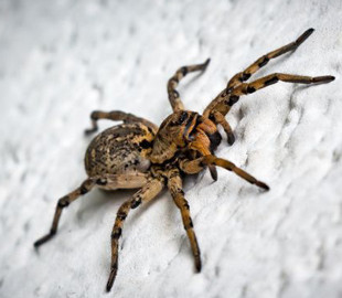 Укус павука може бути небезпечний: медики розповіли, що потрібно зробити в першу чергу