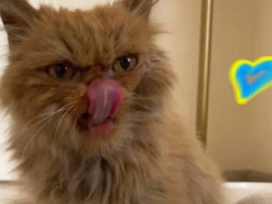 Shafa The Cat. У врятованої киці з Бородянки з’явився Instagram