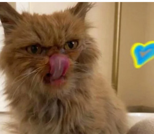 Shafa The Cat. У врятованої киці з Бородянки з’явився Instagram