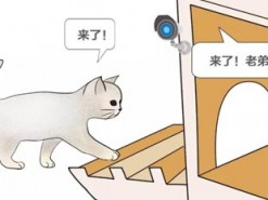 В Китае создали «умный» приют для бездомных кошек