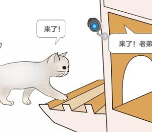 В Китае создали «умный» приют для бездомных кошек