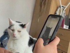 Ревнивый кот обиделся на хозяйку за просмотр других котов