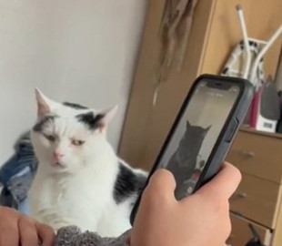 Ревнивый кот обиделся на хозяйку за просмотр других котов