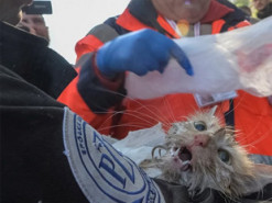 У Києві з-під завалів зруйнованого будинку врятували кота Філю