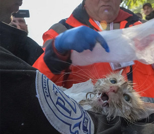 У Києві з-під завалів зруйнованого будинку врятували кота Філю