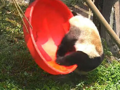 Панда оконфузилась, пытаясь покататься на качелях