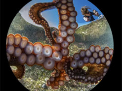 Осьминог украл у дайвера фотокамеру и сделал отличный снимок