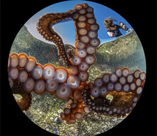 Осьминог украл у дайвера фотокамеру и сделал отличный снимок