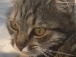 «Ловит мышей и дружит с ними»: в Сети появился забавный ролик о любвеобильной кошке