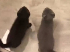 Котенок испортил себе обед и рассмешил интернет